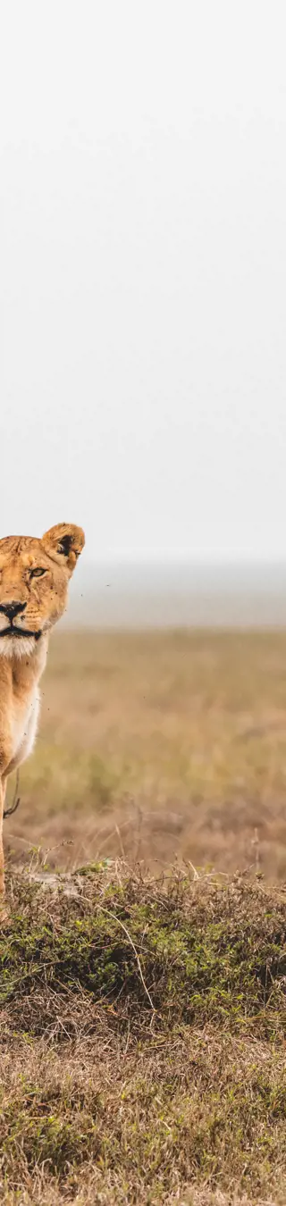 Erlebe Tansanias bekannteste Wildschutzgebiete auf höchstem Niveau